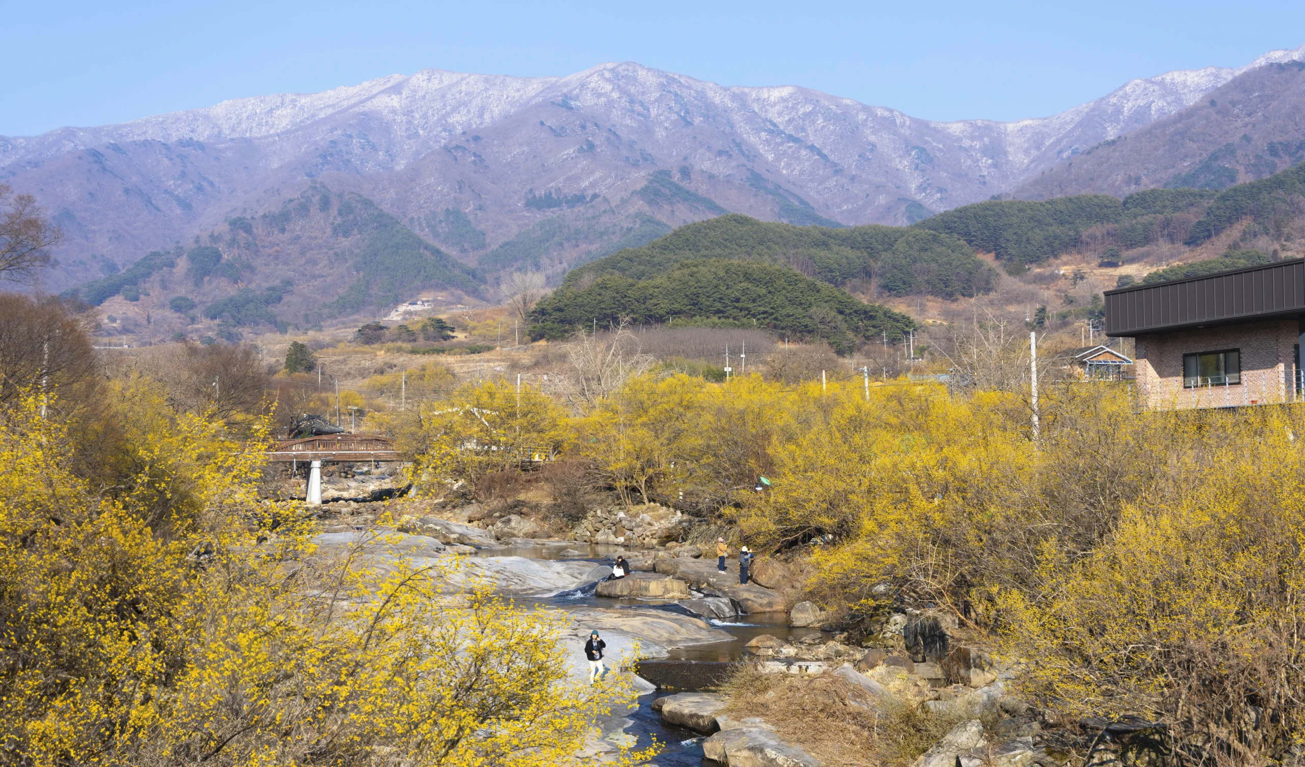 반곡마을 돌담길 산수유