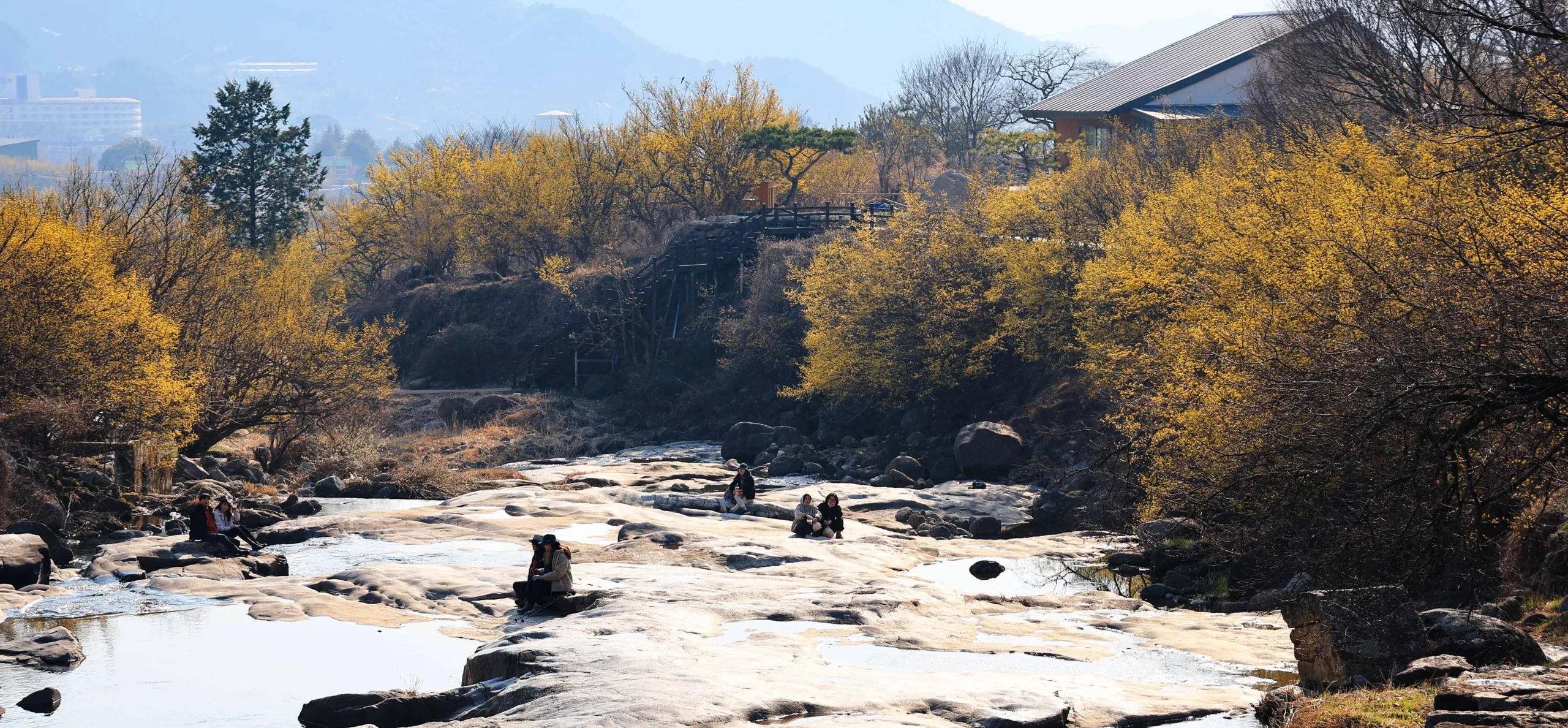 구례 산수유 마을의 노란 봄 풍경